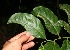  ( - BioBot10836)  @11 [ ] CreativeCommons - Attribution Non-Commercial Share-Alike (2010) Daniel H. Janzen Guanacaste Dry Forest Conservation Fund