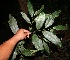  ( - BioBot10839)  @11 [ ] CreativeCommons - Attribution Non-Commercial Share-Alike (2010) Daniel H. Janzen Guanacaste Dry Forest Conservation Fund