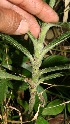  ( - BioBot10851)  @11 [ ] CreativeCommons - Attribution Non-Commercial Share-Alike (2010) Daniel H. Janzen Guanacaste Dry Forest Conservation Fund