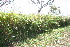  ( - BioBot10858)  @11 [ ] CreativeCommons - Attribution Non-Commercial Share-Alike (2010) Daniel H. Janzen Guanacaste Dry Forest Conservation Fund