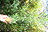  ( - BioBot10858)  @11 [ ] CreativeCommons - Attribution Non-Commercial Share-Alike (2010) Daniel H. Janzen Guanacaste Dry Forest Conservation Fund