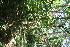  (Vitex cooperi - BioBot10862)  @11 [ ] CreativeCommons - Attribution Non-Commercial Share-Alike (2010) Daniel H. Janzen Guanacaste Dry Forest Conservation Fund