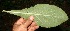  ( - BioBot10867)  @11 [ ] CreativeCommons - Attribution Non-Commercial Share-Alike (2010) Daniel H. Janzen Guanacaste Dry Forest Conservation Fund