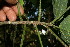  ( - BioBot10905)  @11 [ ] CreativeCommons - Attribution Non-Commercial Share-Alike (2010) Daniel H. Janzen Guanacaste Dry Forest Conservation Fund
