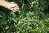  ( - BioBot10940)  @11 [ ] CreativeCommons - Attribution Non-Commercial Share-Alike (2010) Daniel H. Janzen Guanacaste Dry Forest Conservation Fund