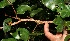  ( - BioBot10940)  @11 [ ] CreativeCommons - Attribution Non-Commercial Share-Alike (2010) Daniel H. Janzen Guanacaste Dry Forest Conservation Fund