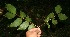  ( - BioBot10940)  @11 [ ] CreativeCommons - Attribution Non-Commercial Share-Alike (2010) Daniel H. Janzen Guanacaste Dry Forest Conservation Fund
