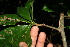  ( - BioBot10943)  @11 [ ] CreativeCommons - Attribution Non-Commercial Share-Alike (2010) Daniel H. Janzen Guanacaste Dry Forest Conservation Fund