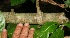  ( - BioBot10943)  @11 [ ] CreativeCommons - Attribution Non-Commercial Share-Alike (2010) Daniel H. Janzen Guanacaste Dry Forest Conservation Fund