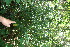  ( - BioBot10947)  @11 [ ] CreativeCommons - Attribution Non-Commercial Share-Alike (2010) Daniel H. Janzen Guanacaste Dry Forest Conservation Fund