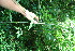  ( - BioBot10955)  @11 [ ] CreativeCommons - Attribution Non-Commercial Share-Alike (2010) Daniel H. Janzen Guanacaste Dry Forest Conservation Fund