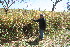  ( - BioBot10957)  @11 [ ] CreativeCommons - Attribution Non-Commercial Share-Alike (2010) Daniel H. Janzen Guanacaste Dry Forest Conservation Fund