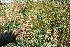  ( - BioBot10958)  @11 [ ] CreativeCommons - Attribution Non-Commercial Share-Alike (2010) Daniel H. Janzen Guanacaste Dry Forest Conservation Fund