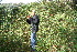  ( - BioBot10973)  @11 [ ] CreativeCommons - Attribution Non-Commercial Share-Alike (2010) Daniel H. Janzen Guanacaste Dry Forest Conservation Fund