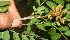  ( - BioBot10973)  @11 [ ] CreativeCommons - Attribution Non-Commercial Share-Alike (2010) Daniel H. Janzen Guanacaste Dry Forest Conservation Fund