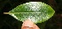 ( - BioBot10975)  @11 [ ] CreativeCommons - Attribution Non-Commercial Share-Alike (2010) Daniel H. Janzen Guanacaste Dry Forest Conservation Fund