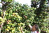  ( - BioBot10984)  @11 [ ] CreativeCommons - Attribution Non-Commercial Share-Alike (2010) Daniel H. Janzen Guanacaste Dry Forest Conservation Fund