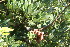  ( - BioBot10984)  @11 [ ] CreativeCommons - Attribution Non-Commercial Share-Alike (2010) Daniel H. Janzen Guanacaste Dry Forest Conservation Fund