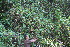  (Ipomoea dumosa - BioBot10993)  @11 [ ] CreativeCommons - Attribution Non-Commercial Share-Alike (2010) Daniel H. Janzen Guanacaste Dry Forest Conservation Fund