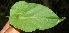  ( - BioBot10993)  @11 [ ] CreativeCommons - Attribution Non-Commercial Share-Alike (2010) Daniel H. Janzen Guanacaste Dry Forest Conservation Fund