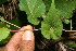  ( - BioBot10994)  @11 [ ] CreativeCommons - Attribution Non-Commercial Share-Alike (2010) Daniel H. Janzen Guanacaste Dry Forest Conservation Fund