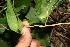  ( - BioBot10994)  @11 [ ] CreativeCommons - Attribution Non-Commercial Share-Alike (2010) Daniel H. Janzen Guanacaste Dry Forest Conservation Fund