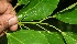  ( - BioBot11024)  @11 [ ] CreativeCommons - Attribution Non-Commercial Share-Alike (2010) Daniel H. Janzen Guanacaste Dry Forest Conservation Fund