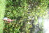  ( - BioBot11025)  @11 [ ] CreativeCommons - Attribution Non-Commercial Share-Alike (2010) Daniel H. Janzen Guanacaste Dry Forest Conservation Fund
