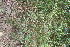  ( - BioBot11057)  @11 [ ] CreativeCommons - Attribution Non-Commercial Share-Alike (2010) Daniel H. Janzen Guanacaste Dry Forest Conservation Fund