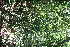  ( - BioBot11078)  @11 [ ] CreativeCommons - Attribution Non-Commercial Share-Alike (2010) Daniel H. Janzen Guanacaste Dry Forest Conservation Fund