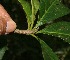 ( - BioBot11078)  @11 [ ] CreativeCommons - Attribution Non-Commercial Share-Alike (2010) Daniel H. Janzen Guanacaste Dry Forest Conservation Fund