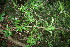  ( - BioBot11080)  @11 [ ] CreativeCommons - Attribution Non-Commercial Share-Alike (2010) Daniel H. Janzen Guanacaste Dry Forest Conservation Fund