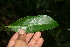  ( - BioBot11080)  @11 [ ] CreativeCommons - Attribution Non-Commercial Share-Alike (2010) Daniel H. Janzen Guanacaste Dry Forest Conservation Fund
