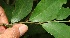  ( - BioBot11084)  @11 [ ] CreativeCommons - Attribution Non-Commercial Share-Alike (2010) Daniel H. Janzen Guanacaste Dry Forest Conservation Fund