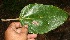  ( - BioBot11090)  @11 [ ] CreativeCommons - Attribution Non-Commercial Share-Alike (2010) Daniel H. Janzen Guanacaste Dry Forest Conservation Fund