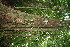  ( - BioBot11113)  @11 [ ] CreativeCommons - Attribution Non-Commercial Share-Alike (2010) Daniel H. Janzen Guanacaste Dry Forest Conservation Fund