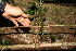  ( - BioBot11113)  @11 [ ] CreativeCommons - Attribution Non-Commercial Share-Alike (2010) Daniel H. Janzen Guanacaste Dry Forest Conservation Fund
