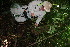  ( - BioBot11114)  @11 [ ] CreativeCommons - Attribution Non-Commercial Share-Alike (2010) Daniel H. Janzen Guanacaste Dry Forest Conservation Fund