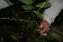  ( - BioBot11114)  @11 [ ] CreativeCommons - Attribution Non-Commercial Share-Alike (2010) Daniel H. Janzen Guanacaste Dry Forest Conservation Fund