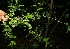  ( - BioBot11129)  @11 [ ] CreativeCommons - Attribution Non-Commercial Share-Alike (2010) Daniel H. Janzen Guanacaste Dry Forest Conservation Fund