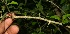  ( - BioBot11129)  @11 [ ] CreativeCommons - Attribution Non-Commercial Share-Alike (2010) Daniel H. Janzen Guanacaste Dry Forest Conservation Fund
