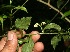  ( - BioBot11129)  @11 [ ] CreativeCommons - Attribution Non-Commercial Share-Alike (2010) Daniel H. Janzen Guanacaste Dry Forest Conservation Fund