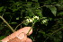  ( - BioBot11129)  @11 [ ] CreativeCommons - Attribution Non-Commercial Share-Alike (2010) Daniel H. Janzen Guanacaste Dry Forest Conservation Fund