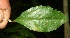  ( - BioBot11129)  @11 [ ] CreativeCommons - Attribution Non-Commercial Share-Alike (2010) Daniel H. Janzen Guanacaste Dry Forest Conservation Fund