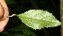 ( - BioBot11129)  @11 [ ] CreativeCommons - Attribution Non-Commercial Share-Alike (2010) Daniel H. Janzen Guanacaste Dry Forest Conservation Fund