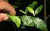  ( - BioBot11129)  @11 [ ] CreativeCommons - Attribution Non-Commercial Share-Alike (2010) Daniel H. Janzen Guanacaste Dry Forest Conservation Fund