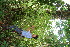  ( - BioBot11130)  @11 [ ] CreativeCommons - Attribution Non-Commercial Share-Alike (2010) Daniel H. Janzen Guanacaste Dry Forest Conservation Fund