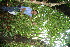  ( - BioBot11131)  @11 [ ] CreativeCommons - Attribution Non-Commercial Share-Alike (2010) Daniel H. Janzen Guanacaste Dry Forest Conservation Fund