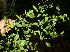  ( - BioBot11131)  @11 [ ] CreativeCommons - Attribution Non-Commercial Share-Alike (2010) Daniel H. Janzen Guanacaste Dry Forest Conservation Fund
