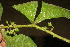  ( - BioBot11140)  @11 [ ] CreativeCommons - Attribution Non-Commercial Share-Alike (2010) Daniel H. Janzen Guanacaste Dry Forest Conservation Fund